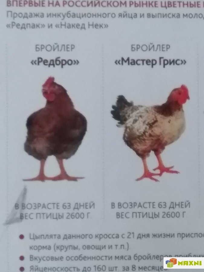 Курица редбро описание породы фото