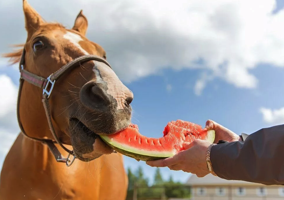 Что едят лошади: список разрешенных продуктов, обзор кормов, основные правила кормления