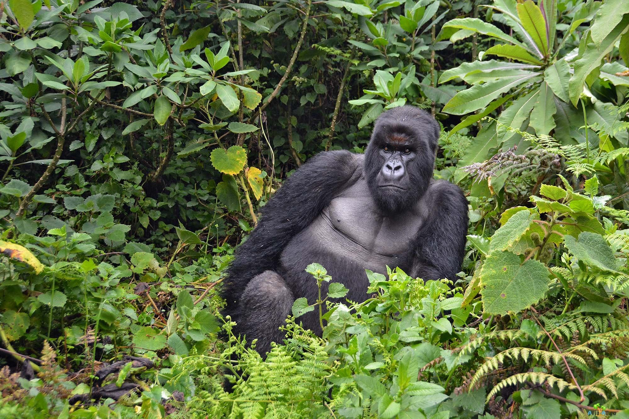 В какой природной зоне обитают обезьяны. Национальный парк Вирунга (Африка). Гориллы Вирунга. Вирунга парк гориллы. Национальный парк Вирунга в Африке животные.