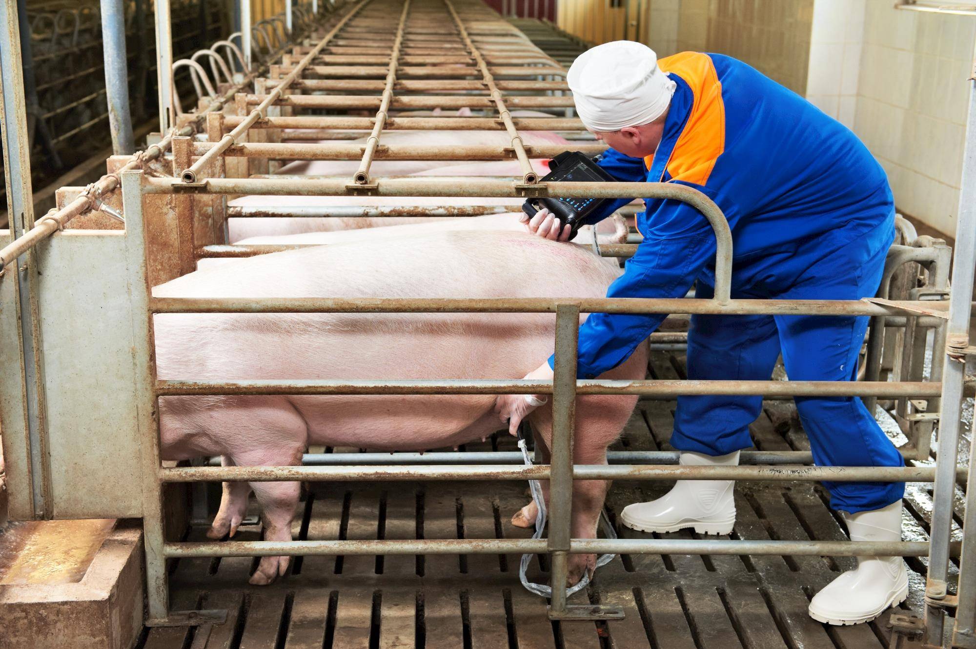 Все что нужно знать об искусственном осеменении свиней