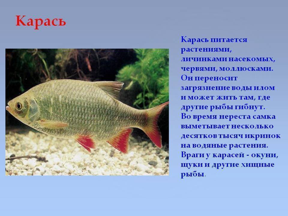 Морские рыбы: список, названия, разновидности — ribnydom.ru