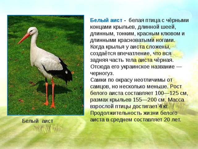 Составьте и запишите план текста из трех пунктов аист у многих народов считается птицей