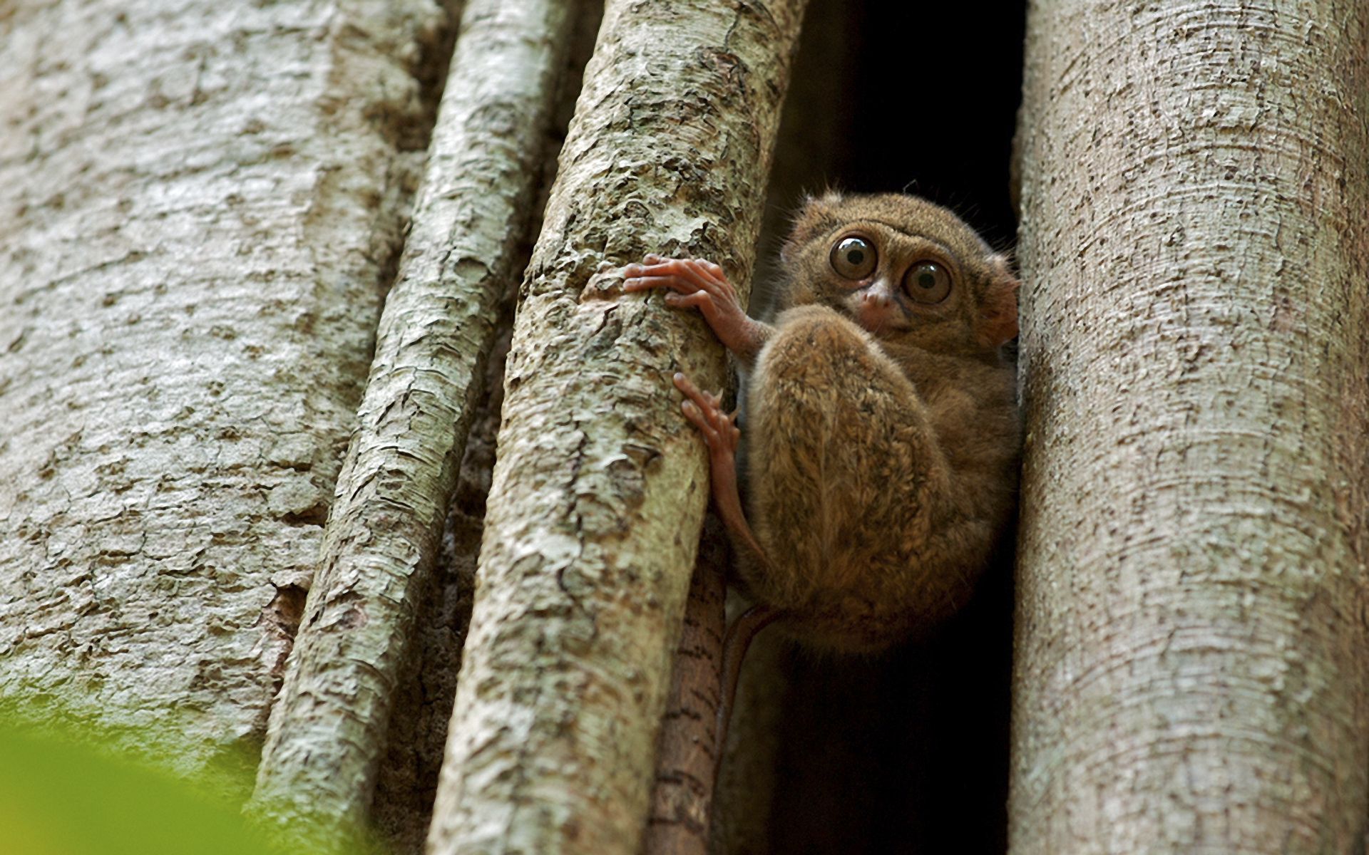 Долгопят: маленький глазастый примат