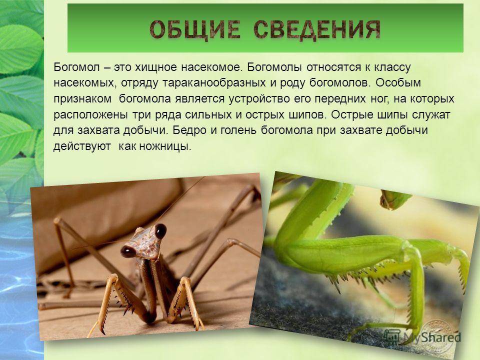 Проект про насекомых 7 класс биология