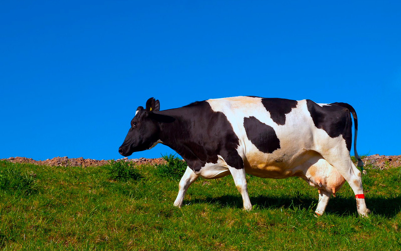 картинки коровы разных пород и телята