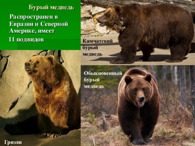 Самые большие виды медведей