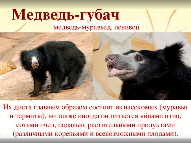 Медведь губач фото и описание