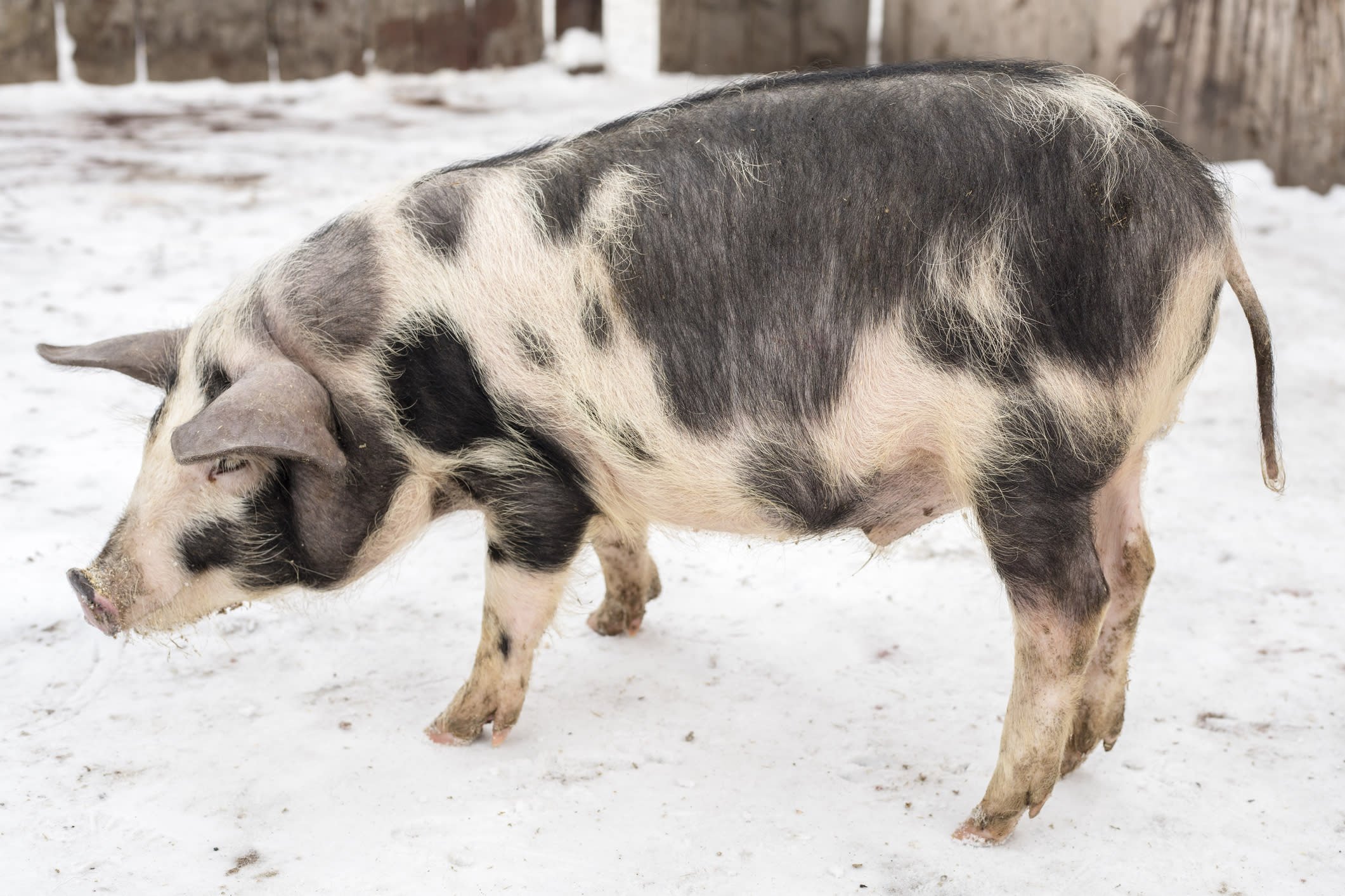 Породы домашних свиней с фотографиями и названиями