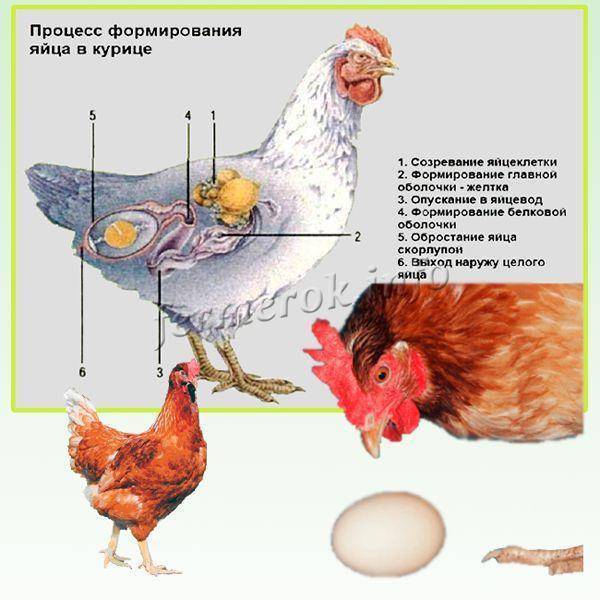 Как долго длится развитие курицы? процесс формирования птенца и половое созревание птицы