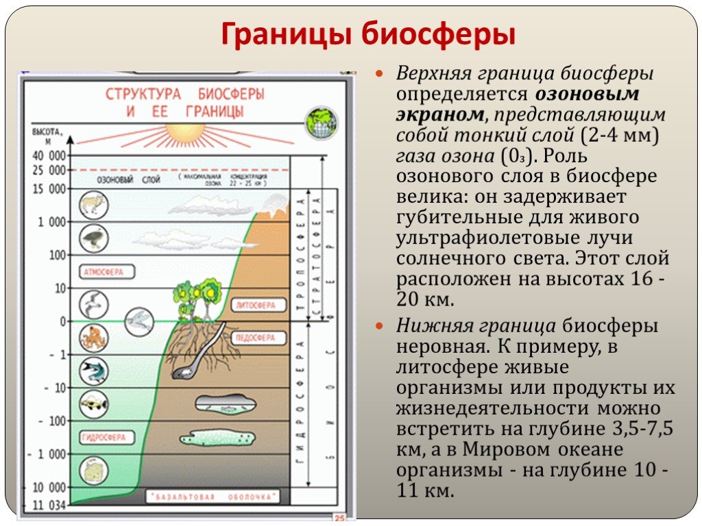 Биосфера структура и функции биосферы презентация 9 класс