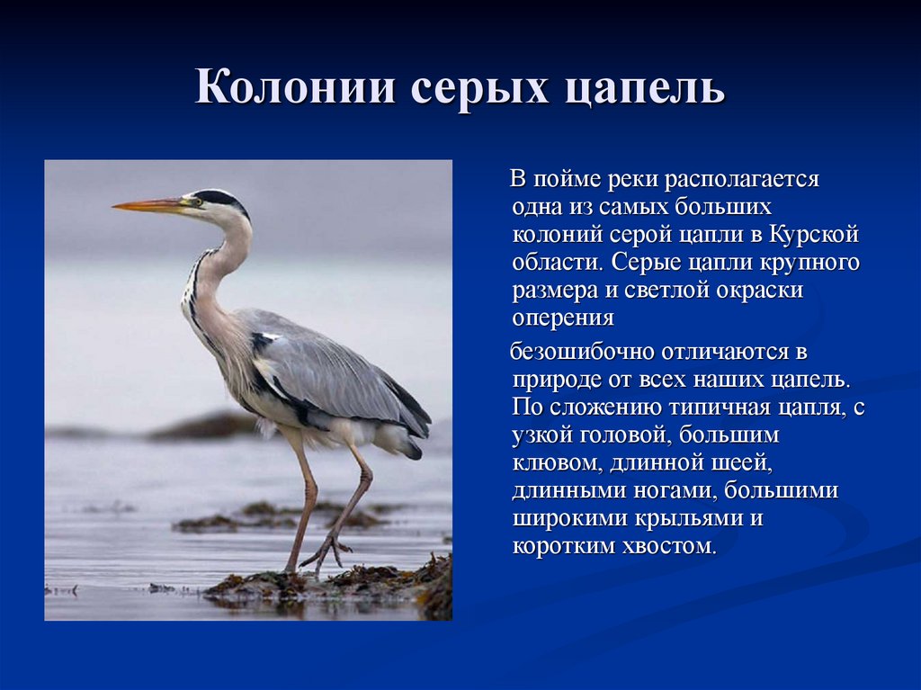 Интересные Факты О Цаплях Для Детей