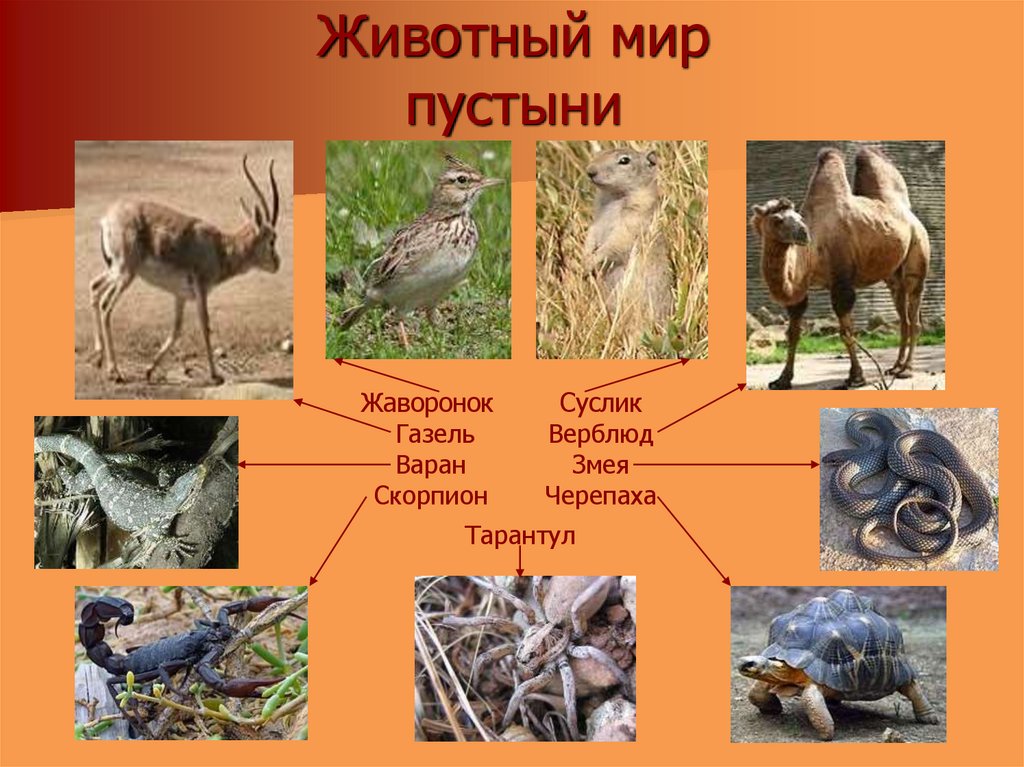 Животные пустыни – зоны животного мира, типичные обитатели для сообщения