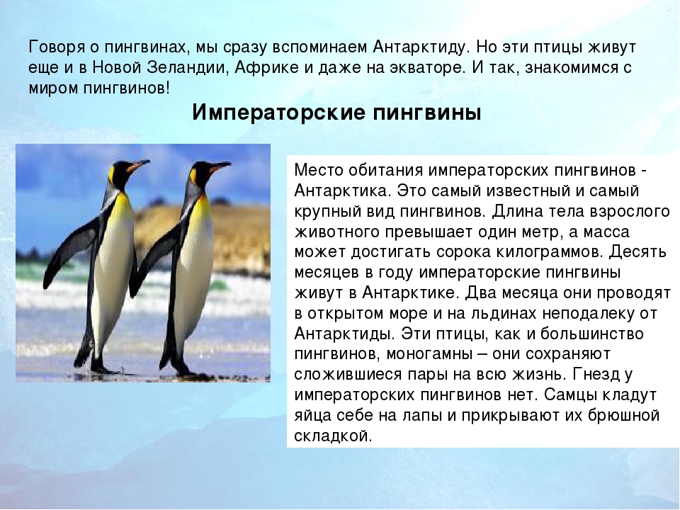Конспект про пингвинов