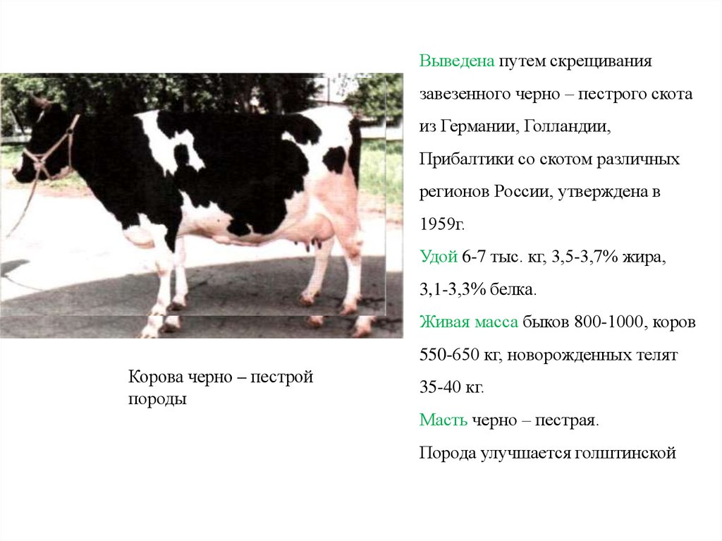 Сколько литров дает корова молока в день