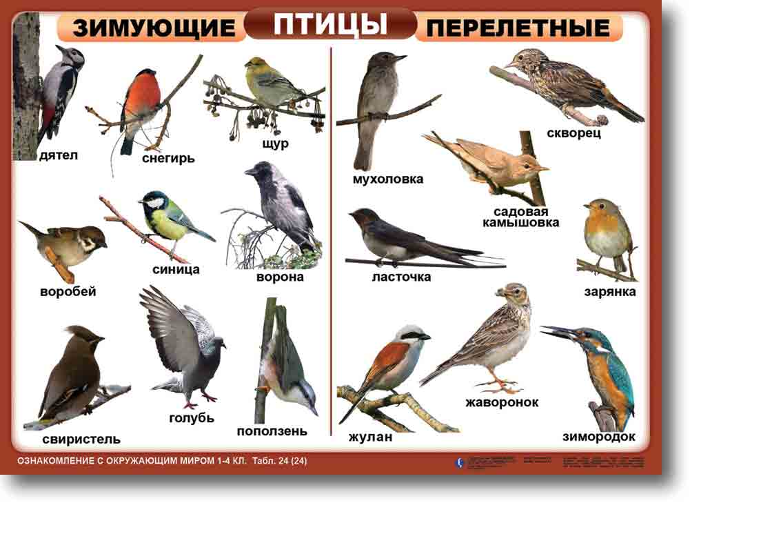 Перелетные птицы белгородской области фото с названиями