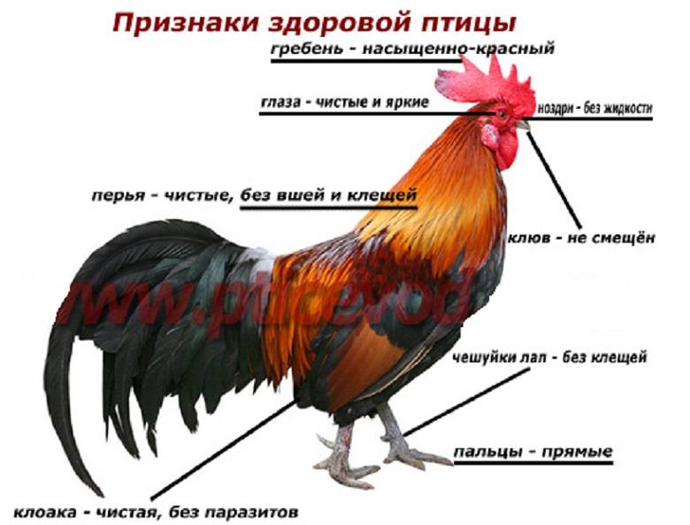 Шпоры на ногах петуха. Строение петуха. Петух строение тела. Строение курицы. Части петуха названия.