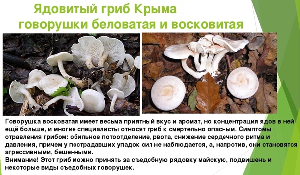 Ядовитые грибы свердловской области фото и описание