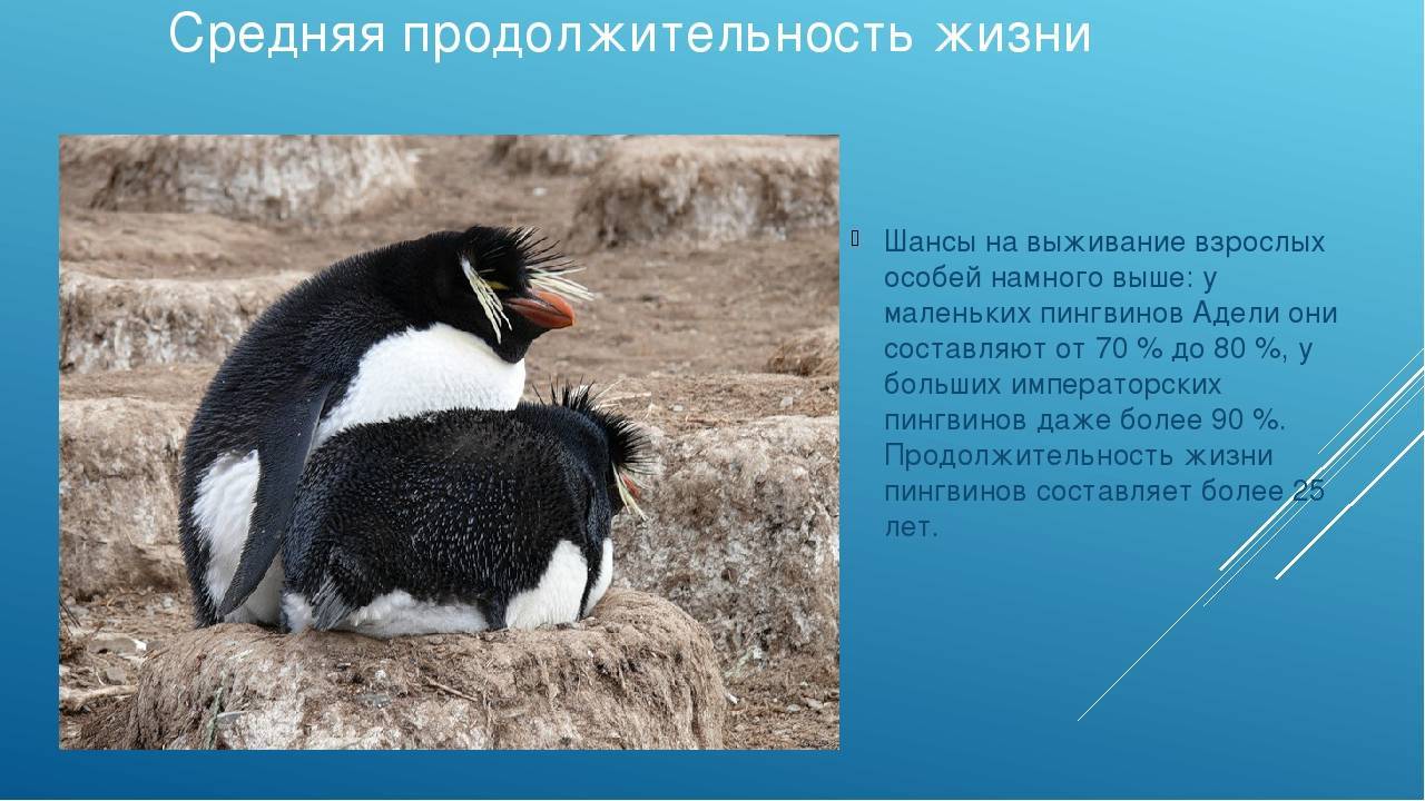 Где обитает пингвин материк. Ареал обитания пингвинов. Виды пингвинов. Образ жизни пингвинов. Продолжительность жизни пингвинов.