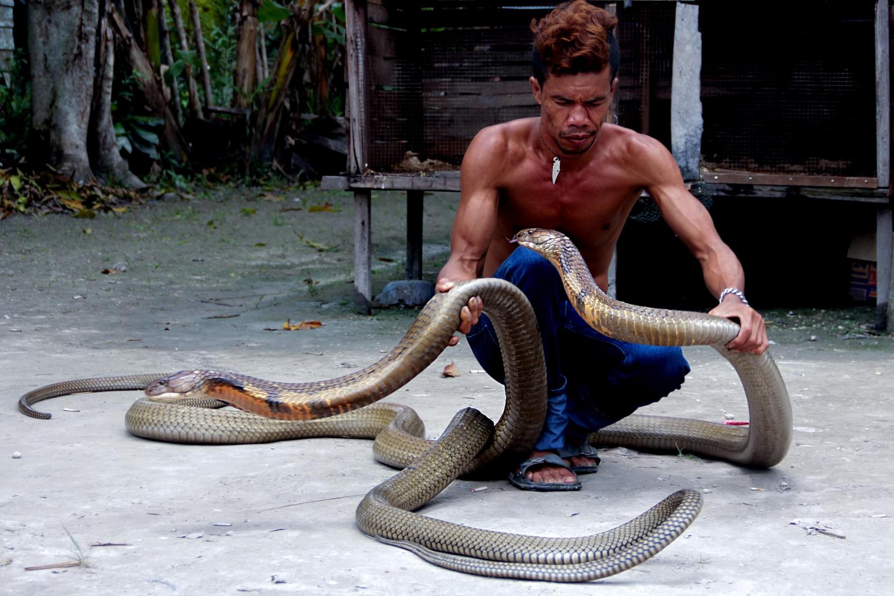 Люди боящиеся змей. Кобра на Бали. Королевская Кобра ядовитые змеи. Кобра и Заклинатель змей. Королевская Кобра Индонезия.