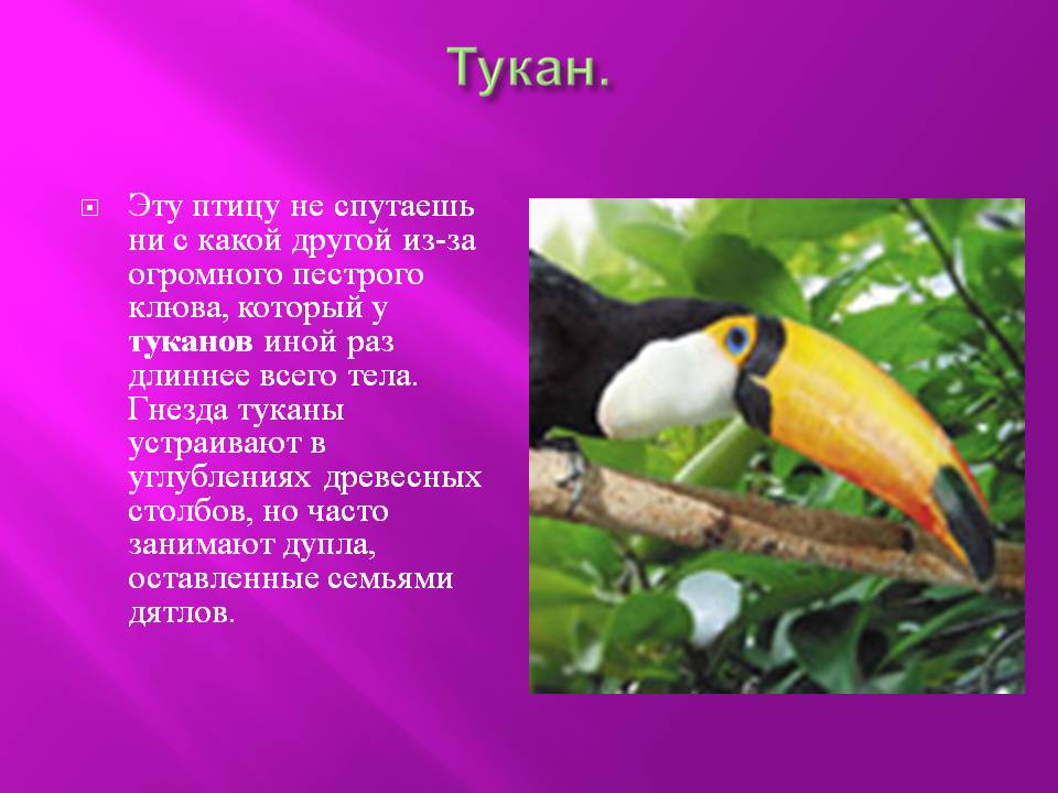 Стих про тукана. Необычные птицы. Тукан презентация. Тропические животные с описанием. Тукан для детей информация.