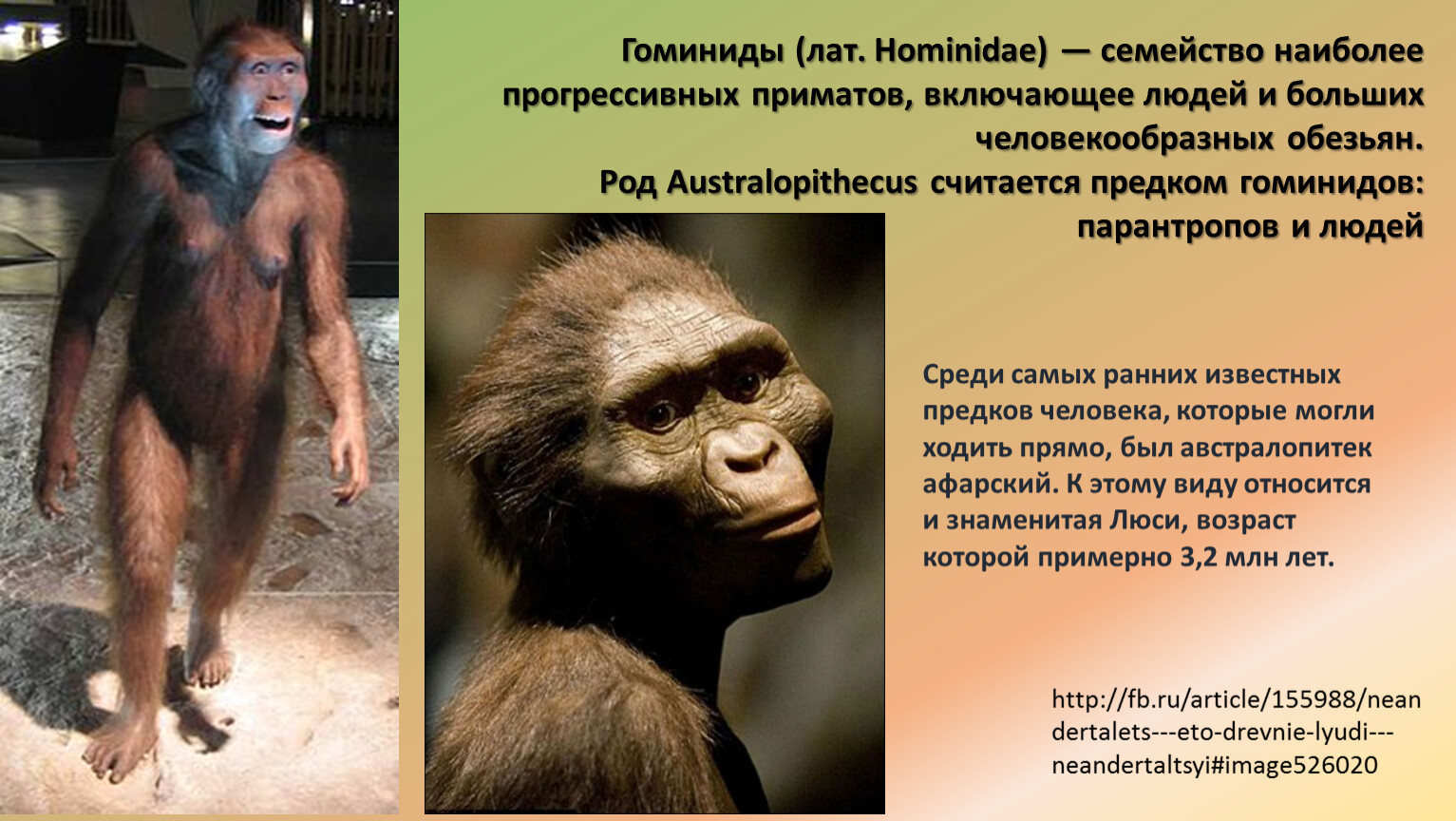 Образ жизни человекообразных обезьян. Понгиды и гоминиды. Семейство гоминиды. Приматы гоминиды. Представители приматов гоминиды.