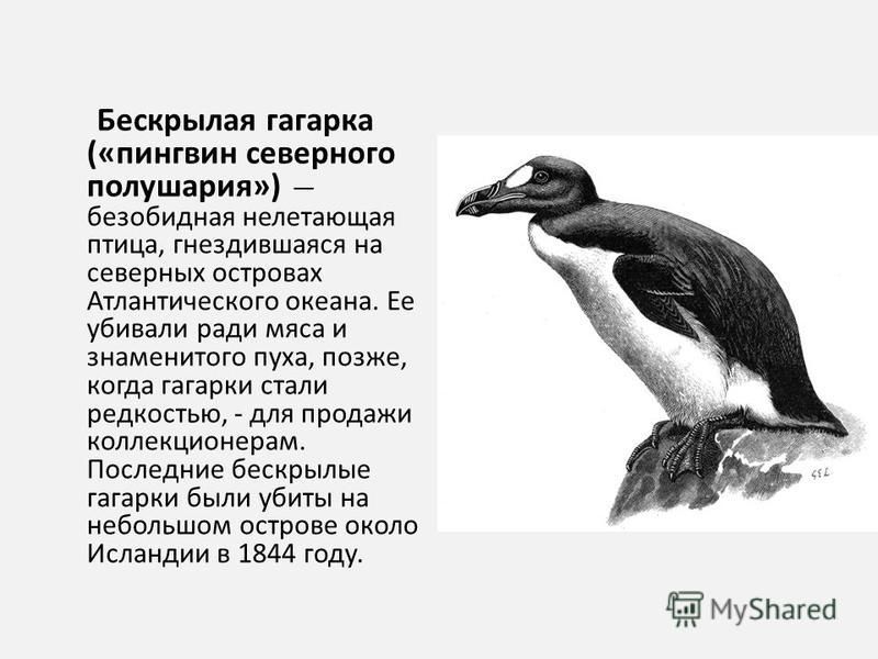 Гагарка (птица). доклад с фотографиями и видео