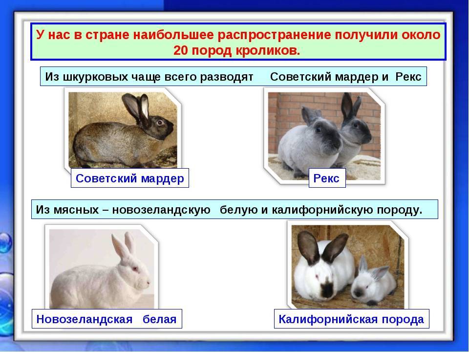 Кролик mini lop: характеристики, уход и многое другое ▷➡️ postposmo | постпост