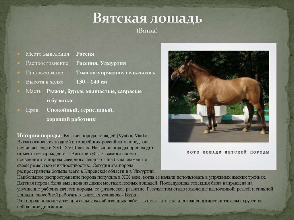 Верховой характеристика. Вятка порода лошадей характеристика. Вятская порода лошадей параметры. Самая распространенная порода коней. Описать породы лошадей.