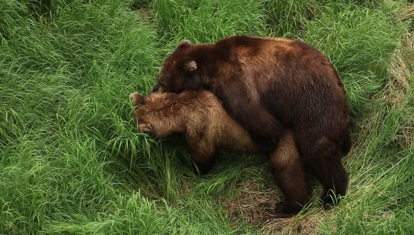 Топ-10 самых больших медведей в мире на 2023 год | рост, вес (+фото)