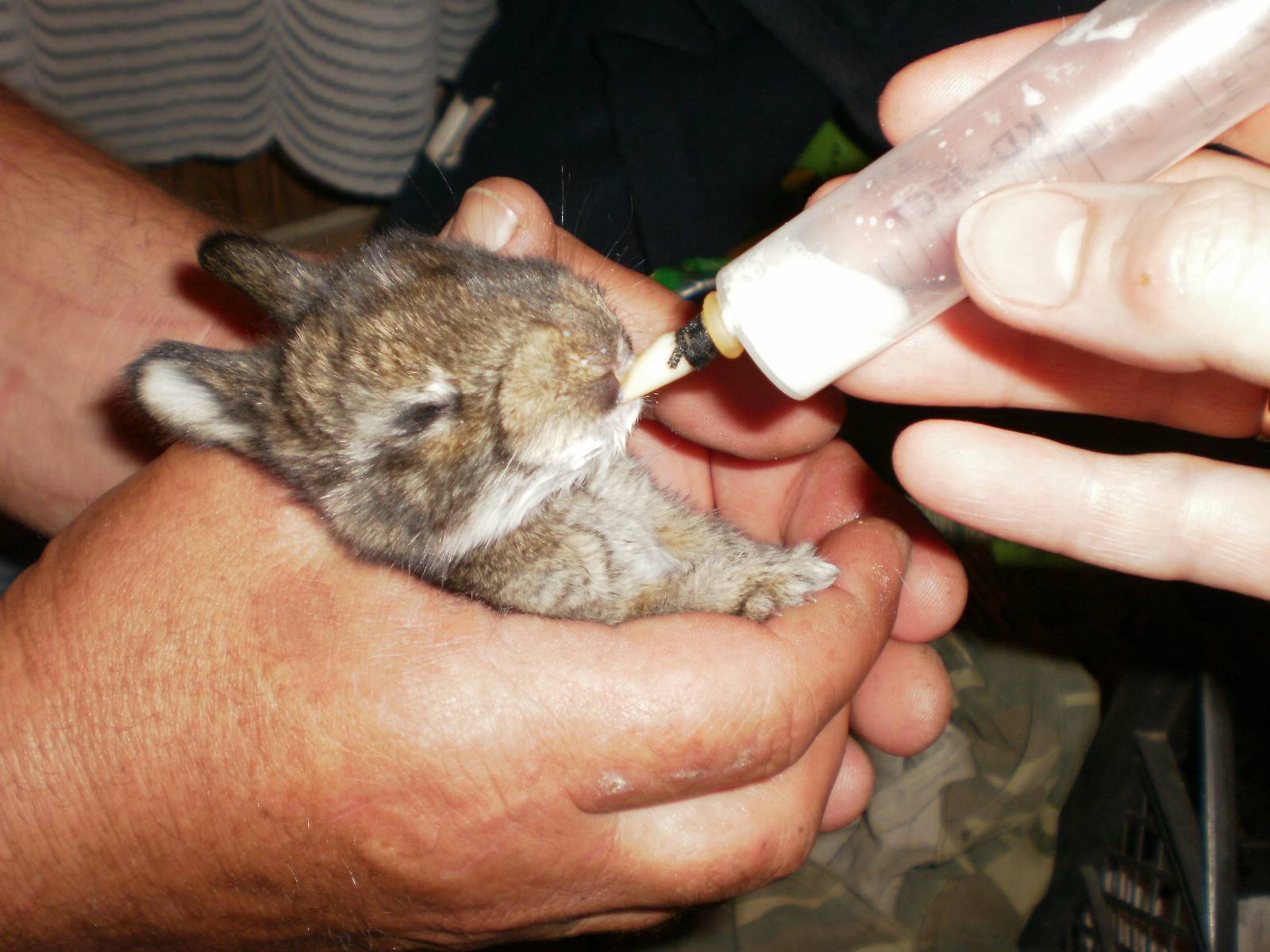 Колем кролика. Искусственное вскармливание кроликов. Кормление новорожденных крольчат. Соска для маленьких кроликов. Вскармливание кроликов крольчихой.