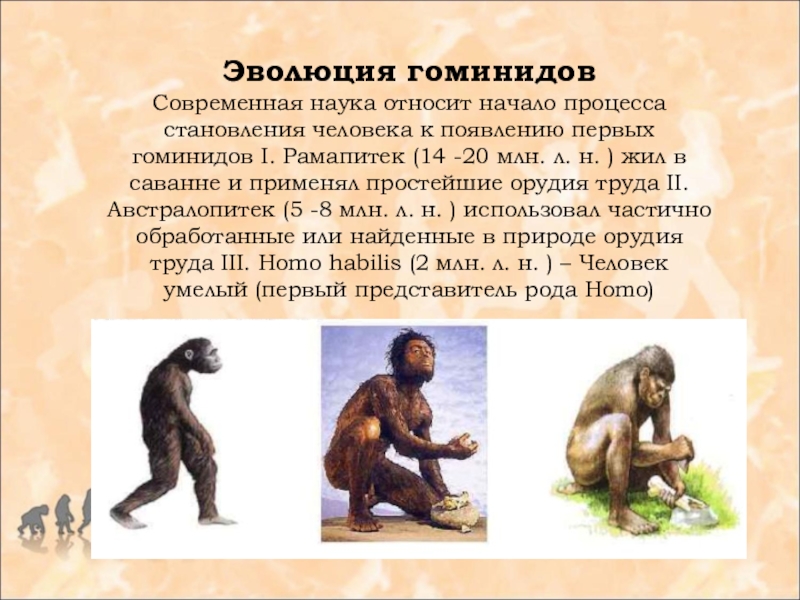 Человек относится к классу приматов. Австралопитеки гоминид. Приматы гоминиды. Эволюция семейства гоминид. Приматы семейство гоминиды.