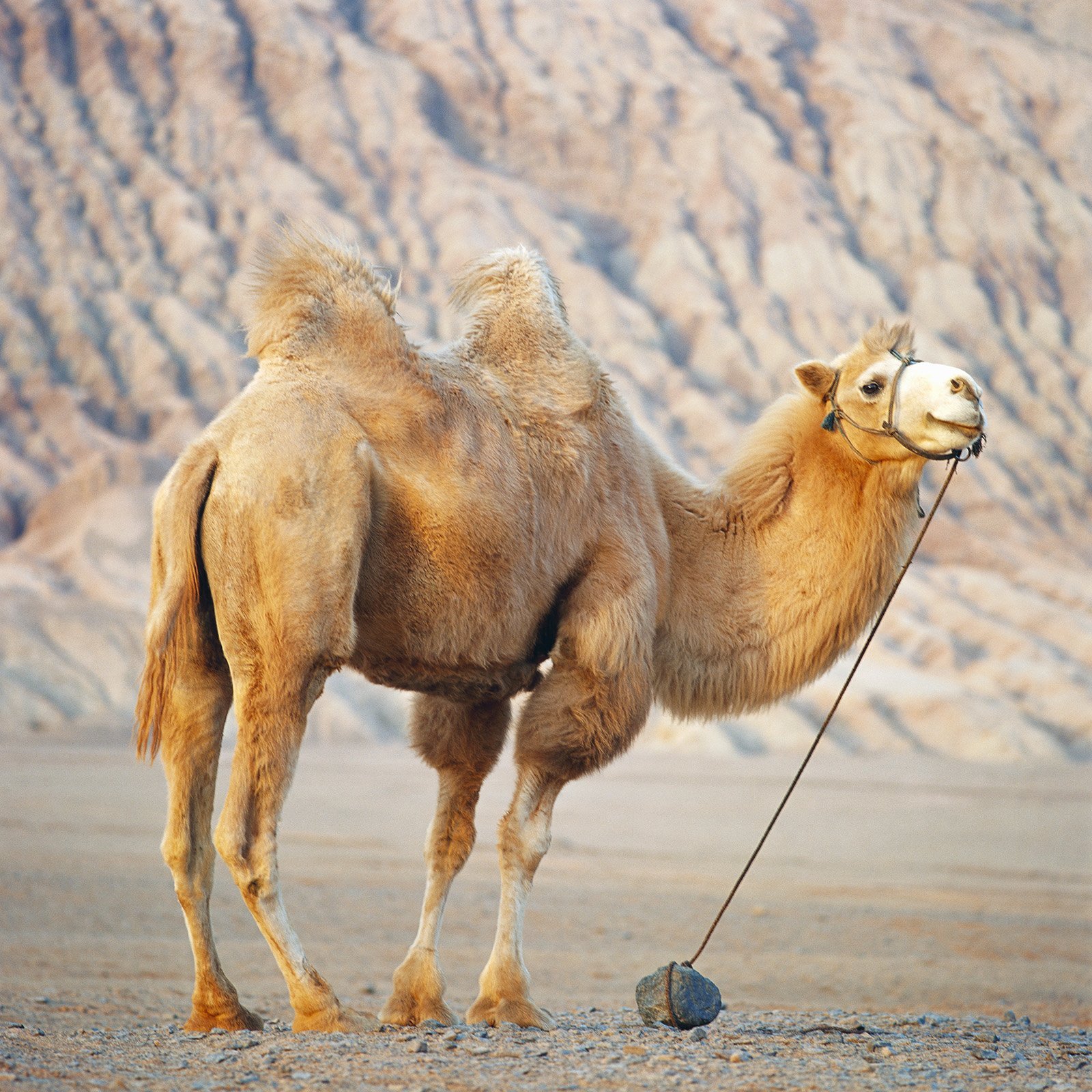 породы верблюдов с фотографиями и названиями