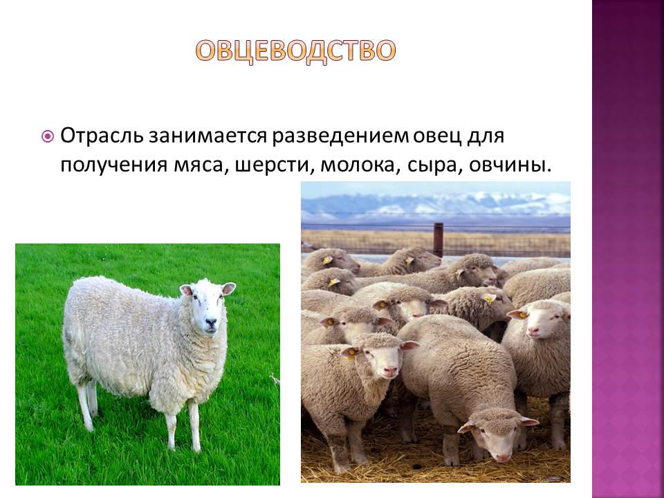 Презентация про овец