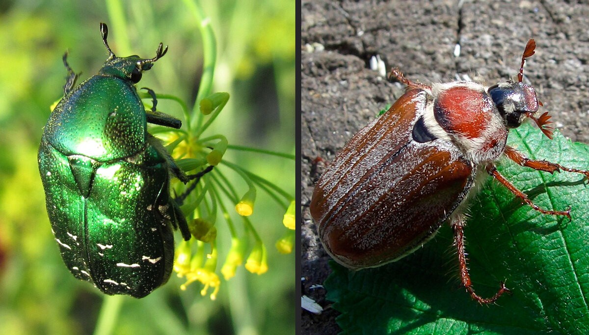 Майский жук. как бороться с майским жуком. польза и вред от майского жука