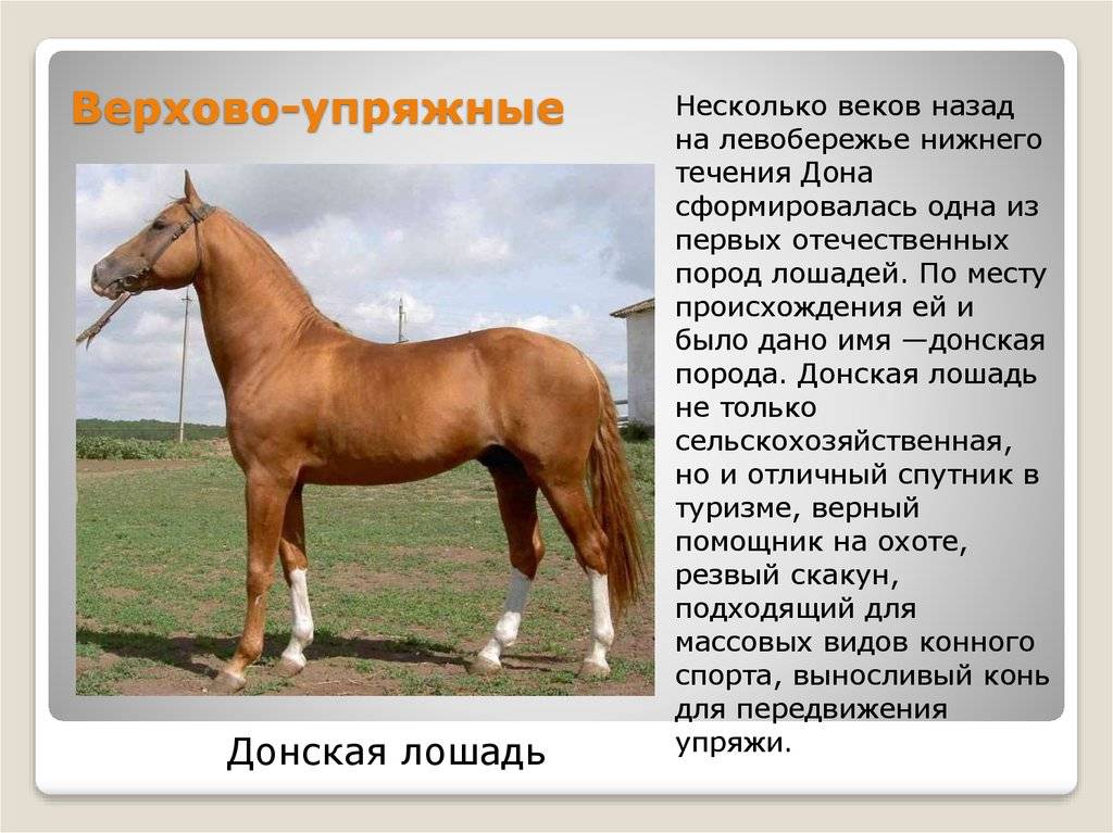 Вятская порода лошадей: фото, описание, характер, сфера применения, исторические факты