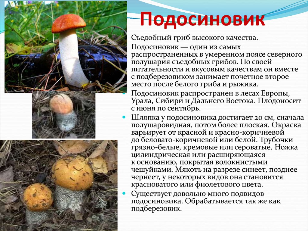 Срок жизни подосиновика составляет. Ложный подосиновик описание. Съедобные грибы подосиновик. Доклад про гриб подосиновик. Подосиновик гриб биологическое описание.
