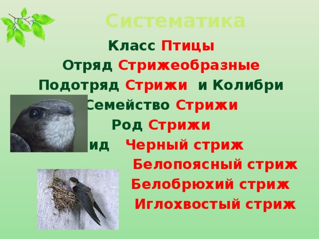 Стриж птица. образ жизни и среда обитания стрижа