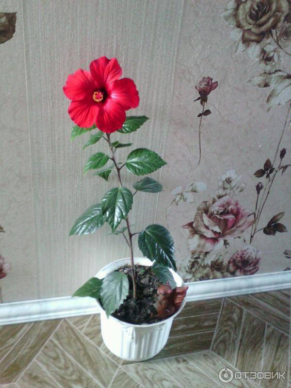 Гибискус комнатный цветок с красными цветами уход в домашних условиях в горшке фото