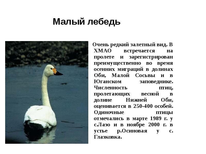 Тундровый лебедь | животный мир россии