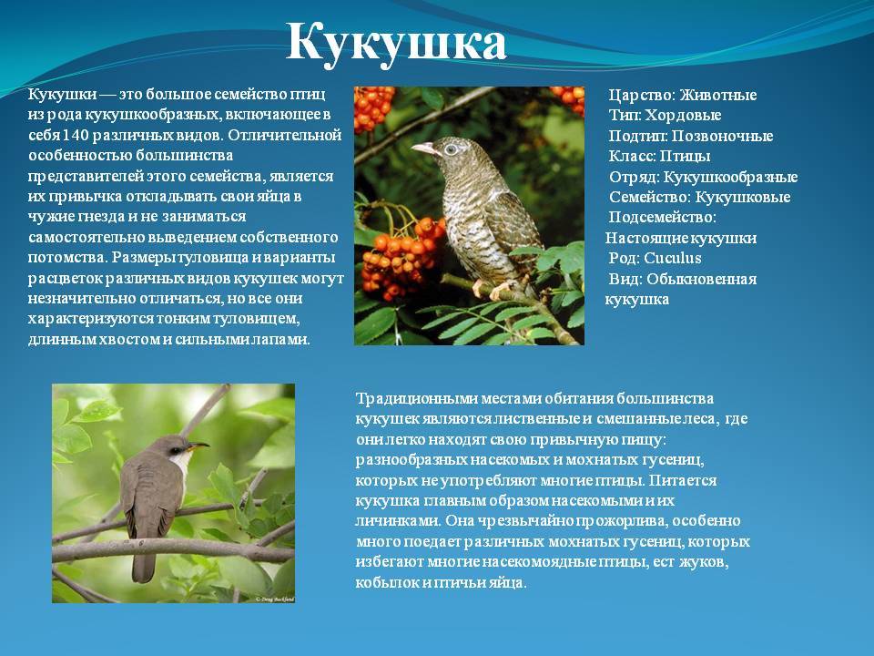 Проект по биологии 7 класс птицы леса