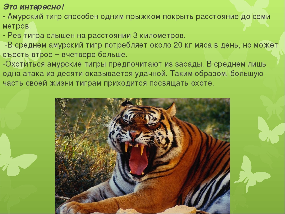 Объяснить тигр. Интересные факты о тиграх. Тигр факты. Факты о Тигре. Факты про Амурского тигра.