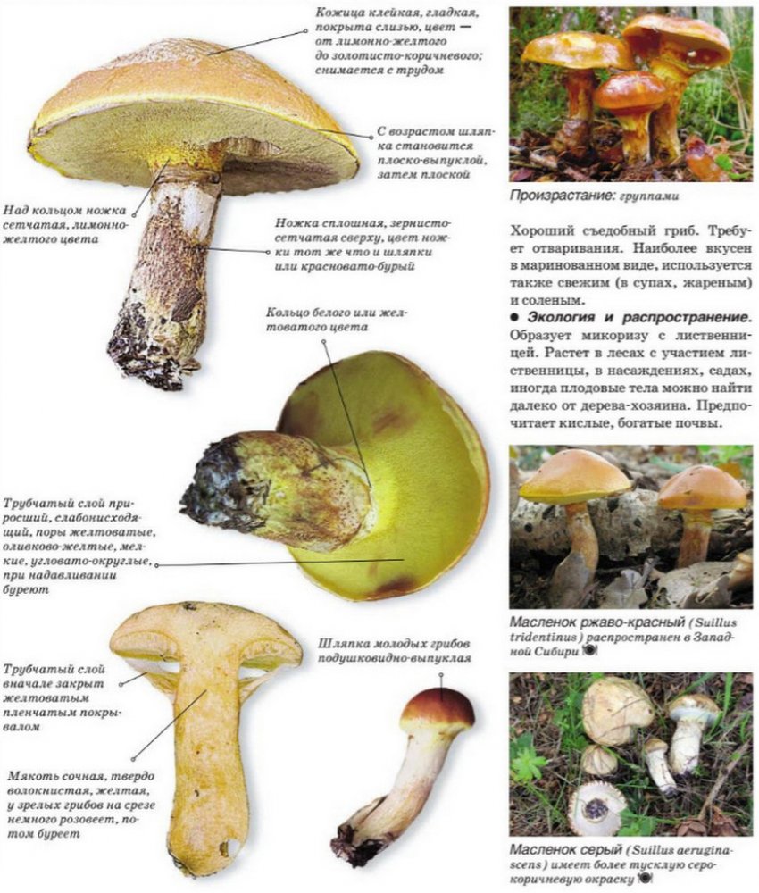 Несъедобные грибы ложные маслята