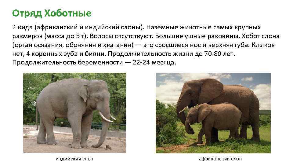 Какой тип развития характерен для африканского слона