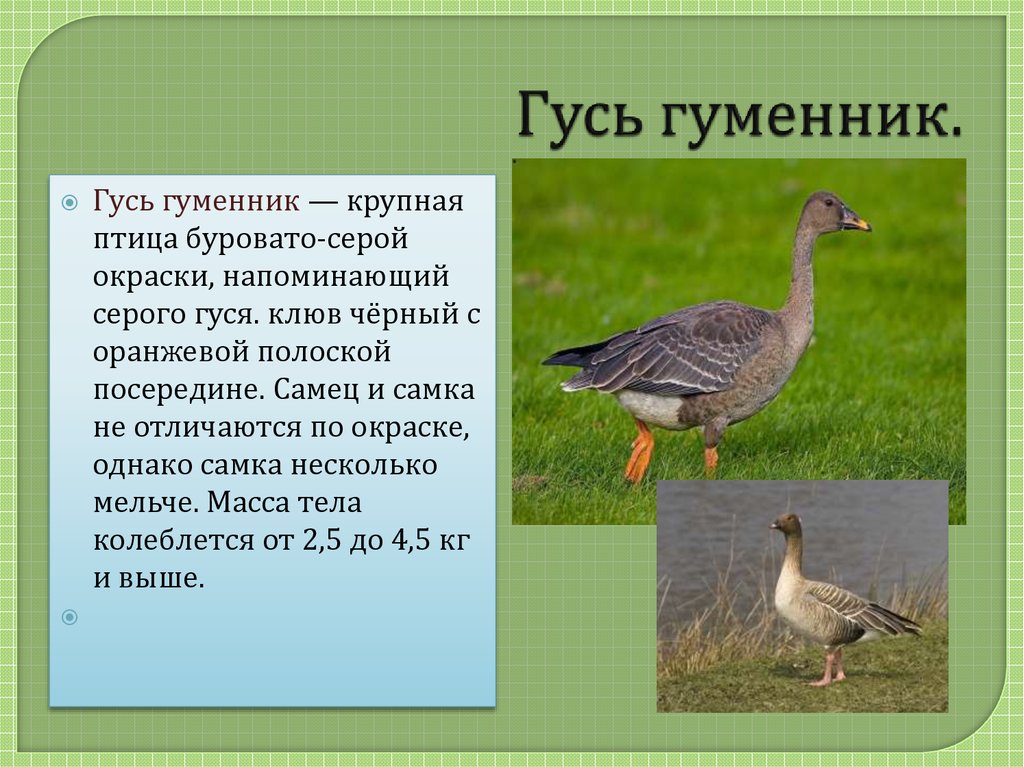 узнать все про гуся Гуменника Фото, видео и описание гуменника Подвиды гуменников и отличия Голоса и звуки гуменника из Красной книги Презентация и сообщение про птицу