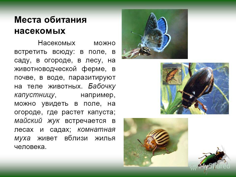 Бабочка-капустница: внешний вид и цикл развития