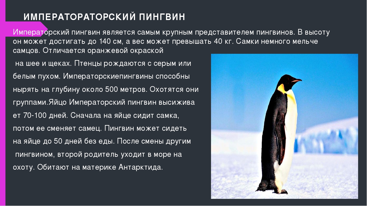 У какого пингвина всегда есть действие. Императорский Пингвин красная книга. Факты о пингвинах. Доклад про пингвинов. Самое интересное о пингвинах.
