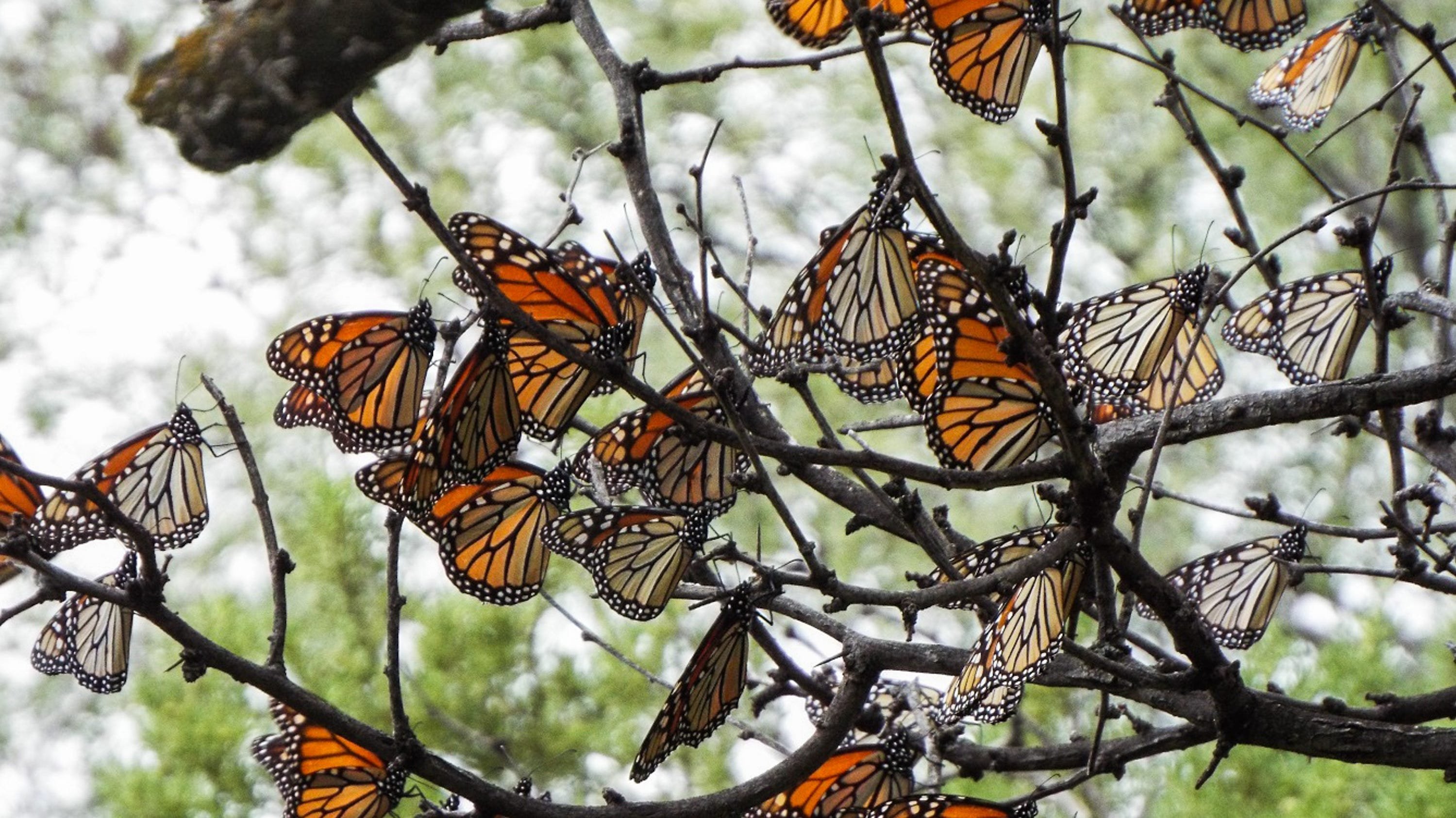 Маршрут миграции бабочка Данаида Монарх