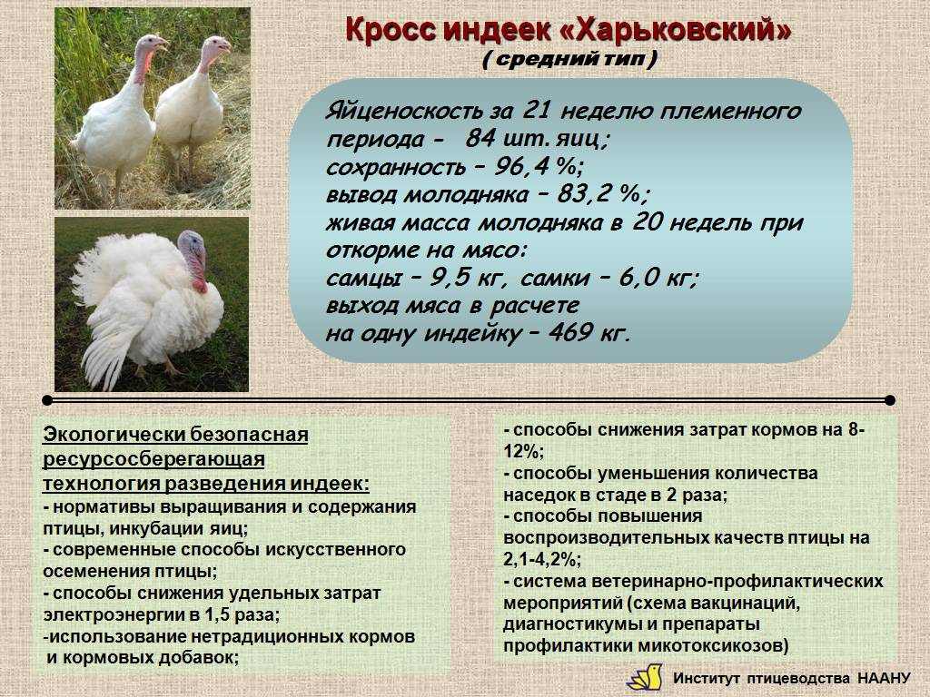 Схема кормления индюшат хайбрид конвертер