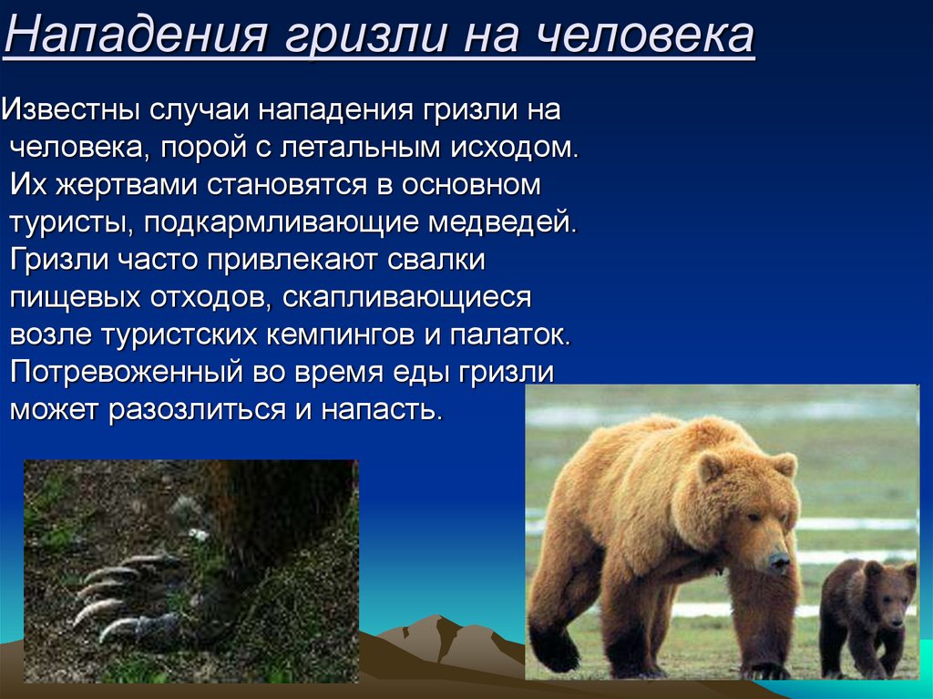 Гризли медведь. описание, особенности, виды, образ жизни и среда обитания гризли