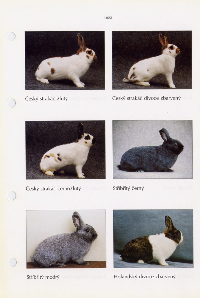 Половое созревание карликовых и декоративных кроликов